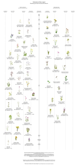 Field plant map for the Toroshino.Namaste landscape design